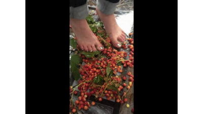 54113 - Barefooted Trampling Wild Berries