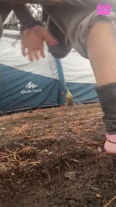 163883 - Great urgency exceptionally long big poop next to tent in public nature campground