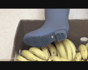 61336 - 18lbs Bananas under Rubberboots